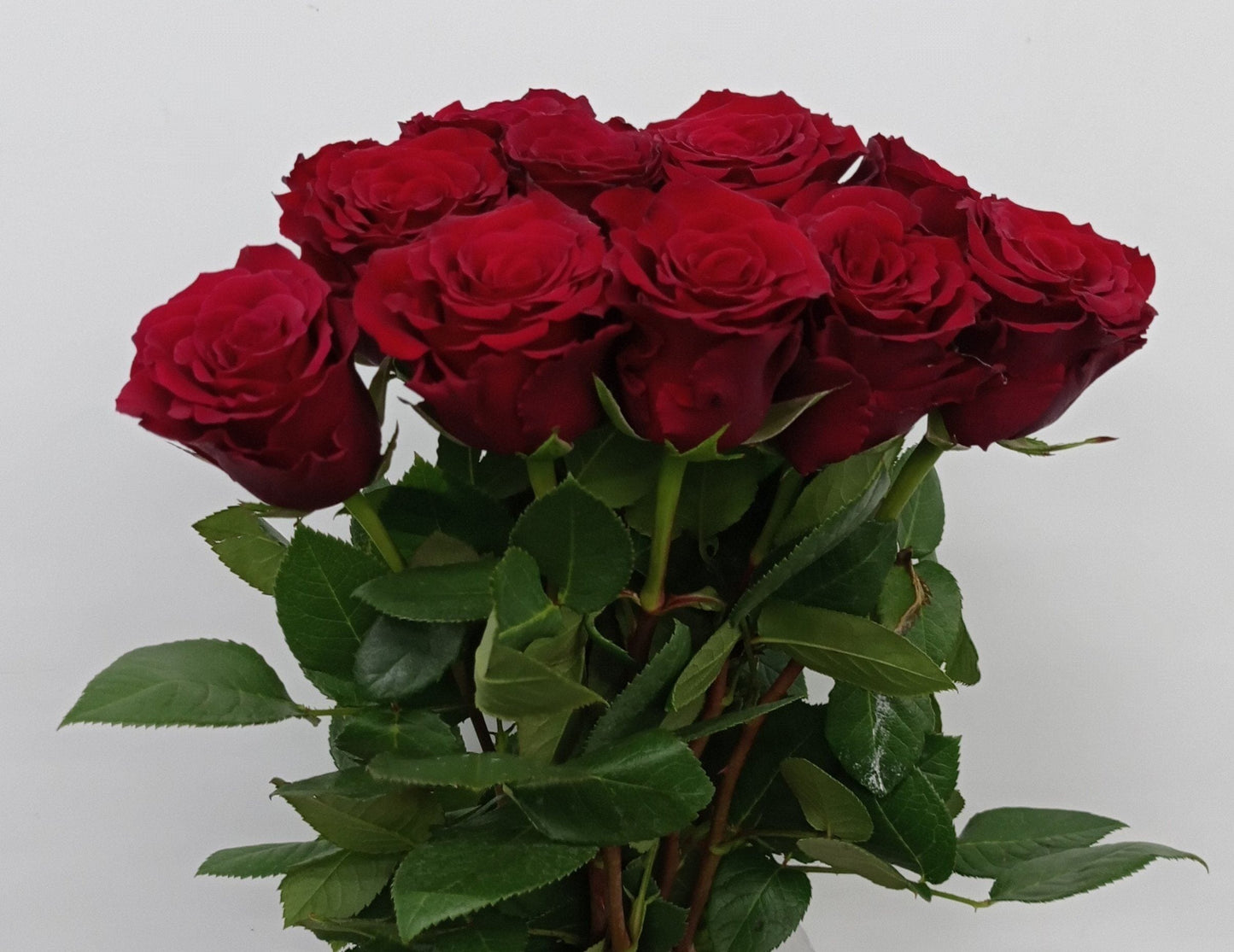 Rose 50cm Freedom - Red (10 Stems)