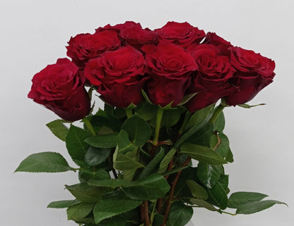 Rose 50cm Explorer - Red [10 Stems]