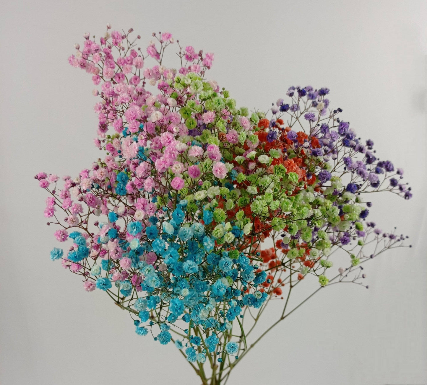 Gypsophilla Baby Breath 10st   - Rainbow