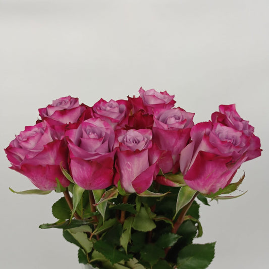 Rose 40cm Deep Purple  - Purple [10 Stems]