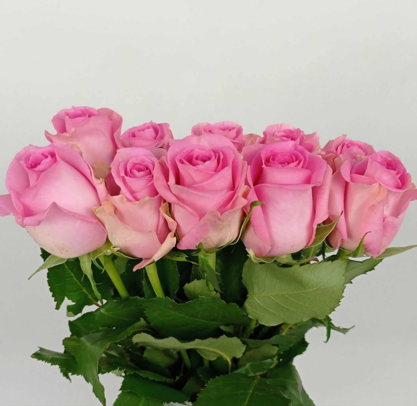 Rose Revival Pink 50cm   - Pink