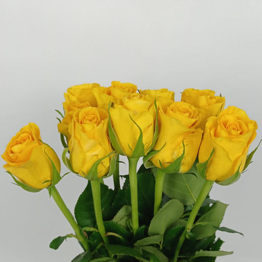 Rose Momentum 40cm (Imported) - Yellow [10 Stems]