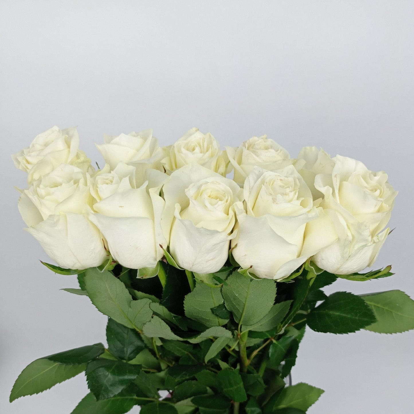 Rose 50cm Mondial - White [10 Stems]