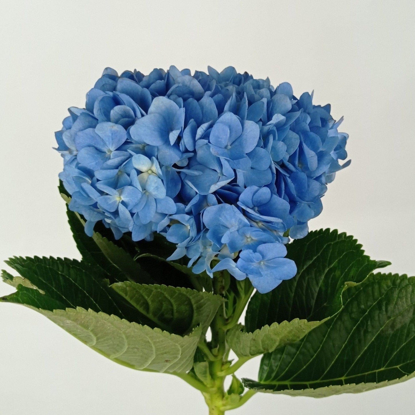 Hydrangea - Dark Blue