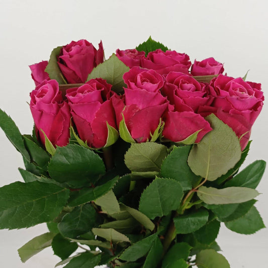 Rose Premium 50cm Pink Flyod - Shocking Pink (10 Stems)