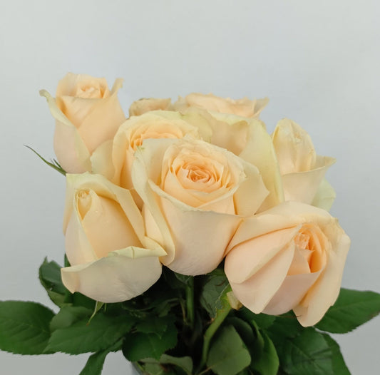 Rose Magic Avalanche 50cm   - Light Peach