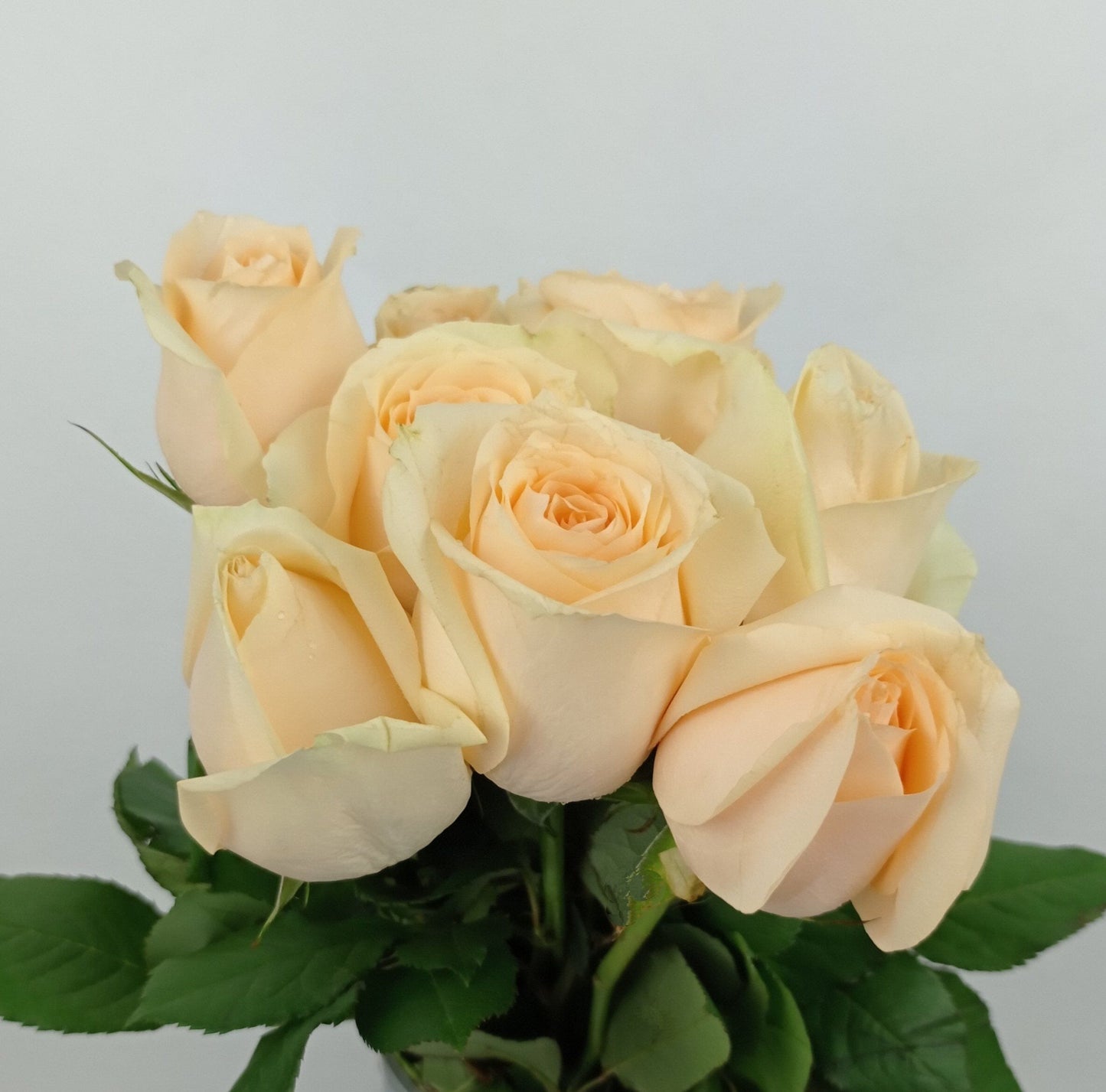 Rose Magic Avalanche 50cm - Peach (10 Stems)