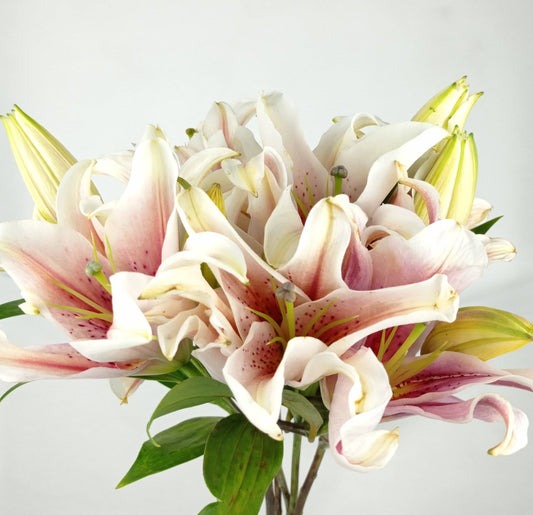 Fully Bloom Lily - Light Pink 4 Heads