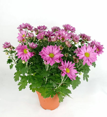 Chrysanthemum - Purple (P150)