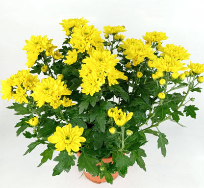 Chrysanthemum - Yellow (P150)