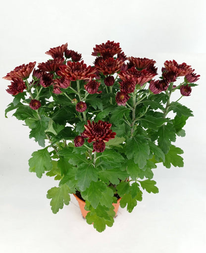 Chrysanthemum - Maroon (P150)