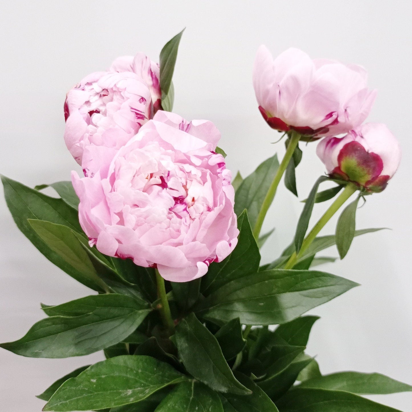 Peony  - Light Pink