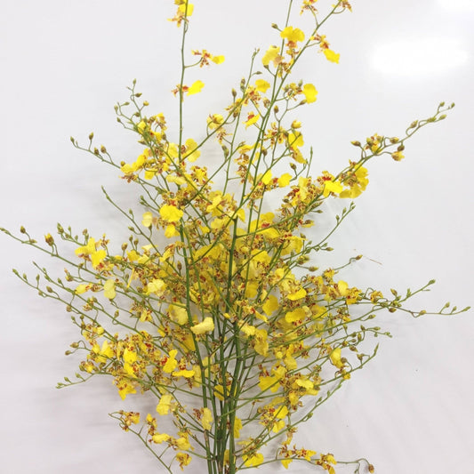 Orchid Oncidium L - Yellow (10 Stems)