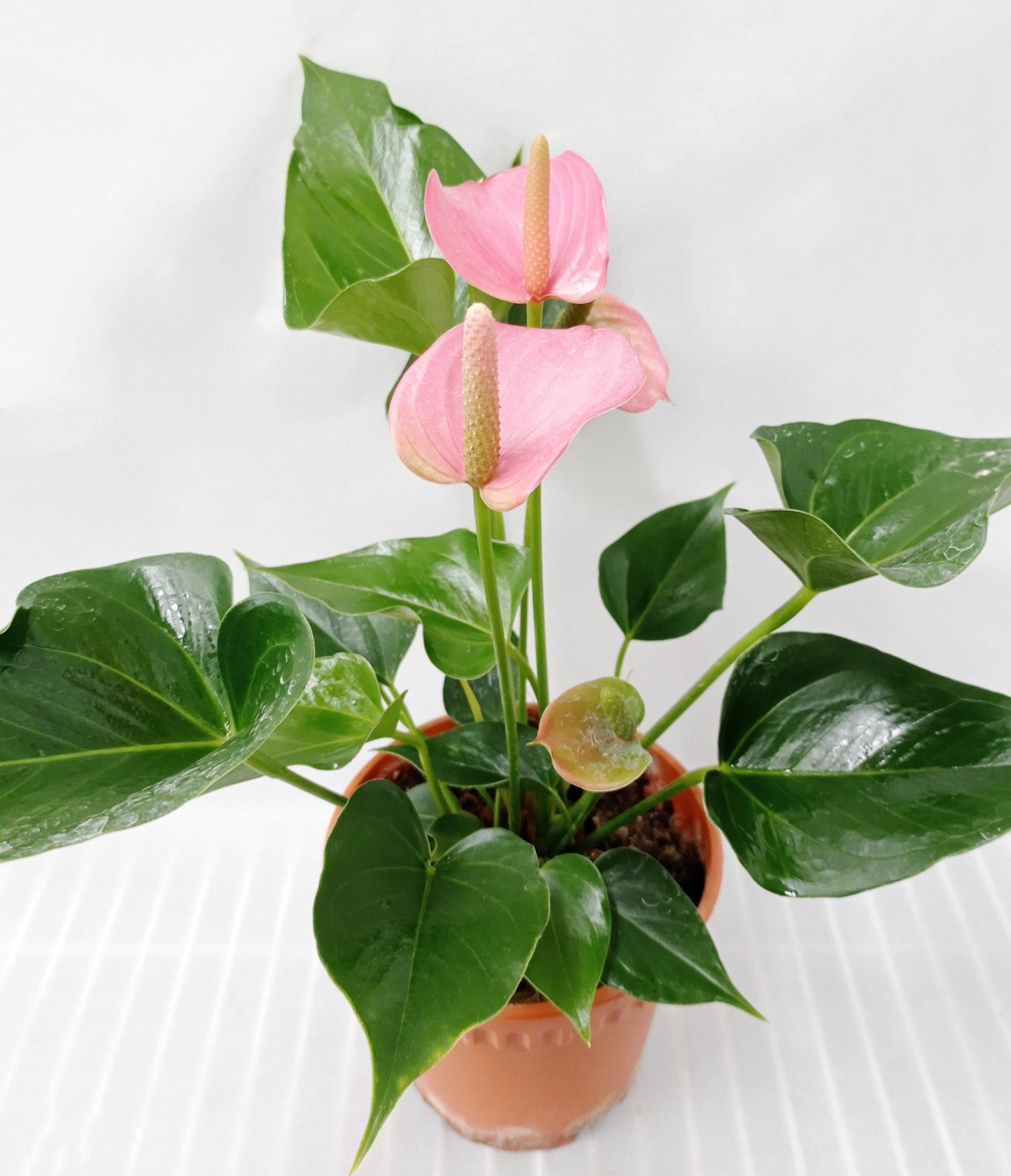 Anthurium - Pink (P150)