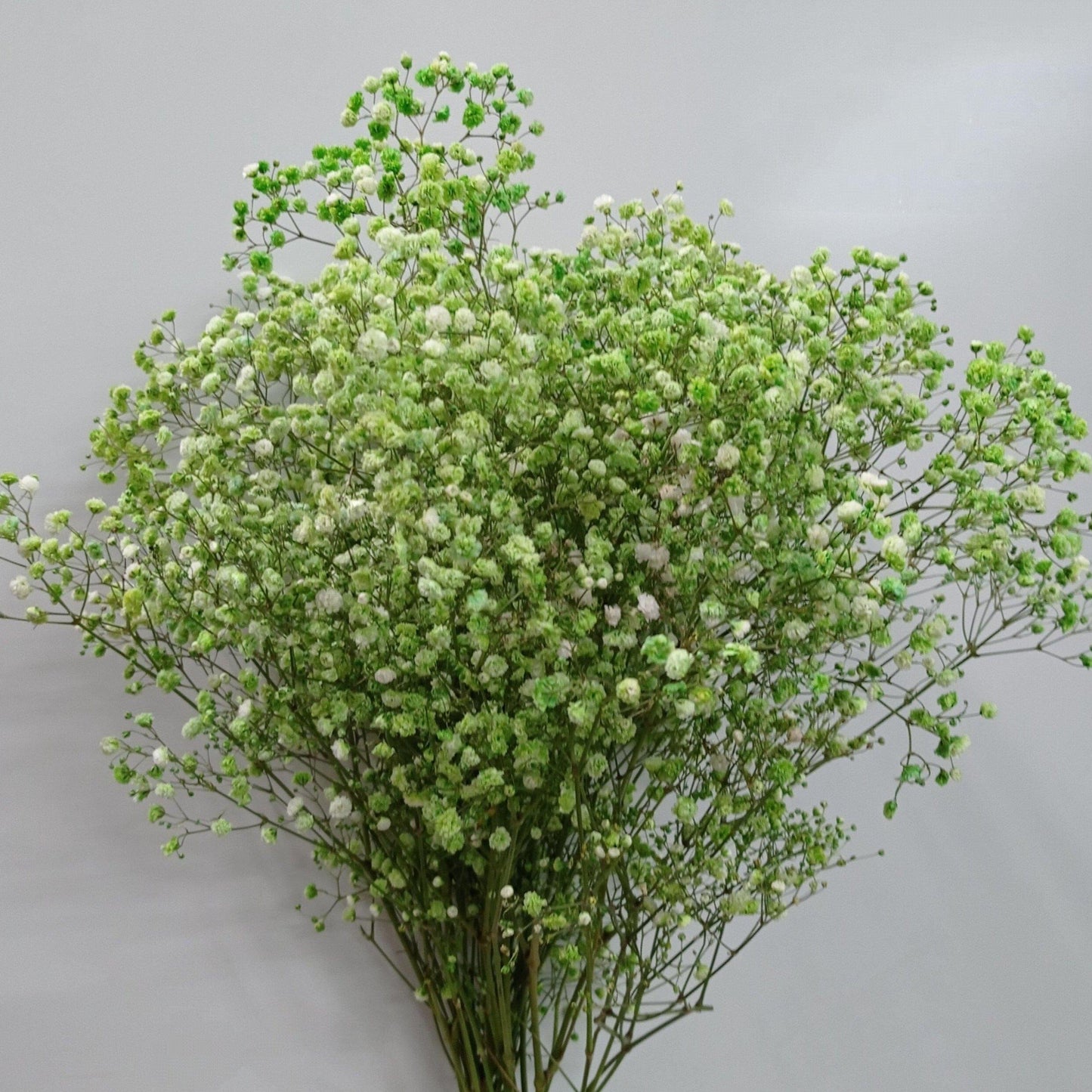 Gypsophila Baby's Breath  - Green [25 Stems]