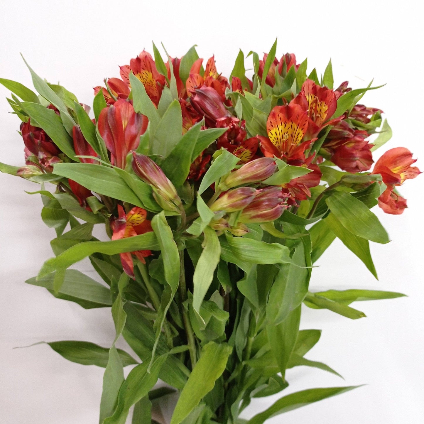 Alstroemeria - Orange/Brown