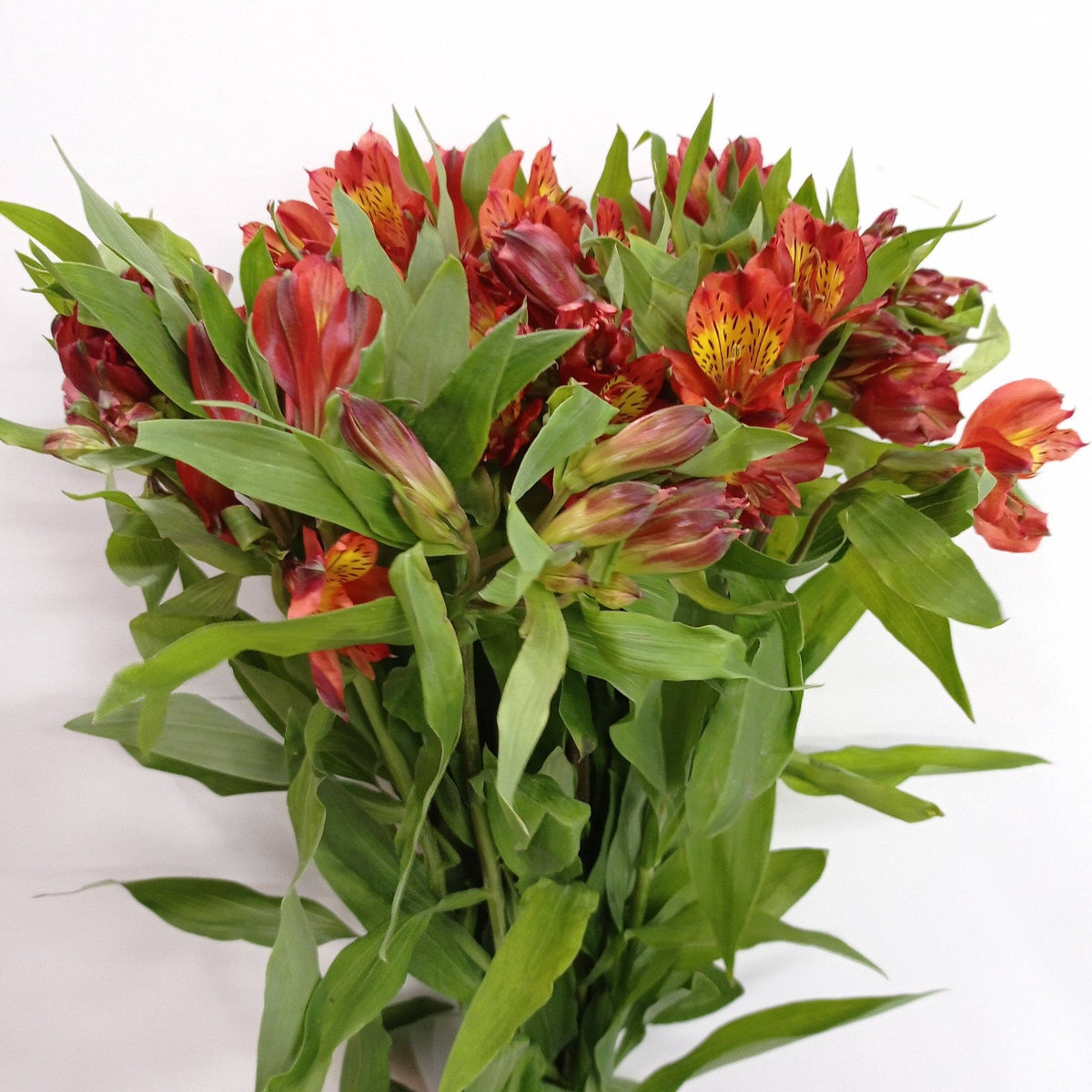 Alstroemeria (Imported) - Orange/Brown