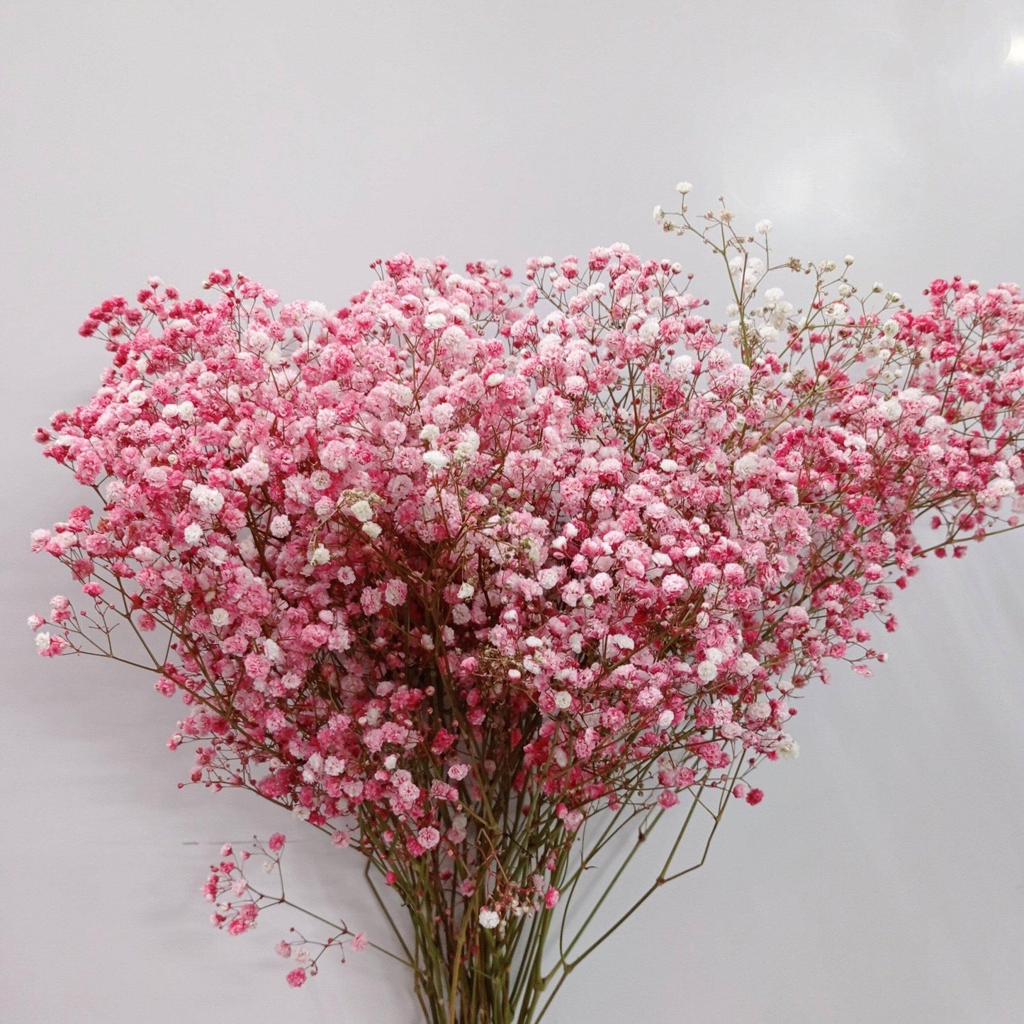 Gypsophila Baby Breath  - Red [10 Stems]