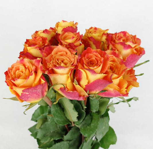 Rose Atomic 50cm - 2 Tone Orange Red