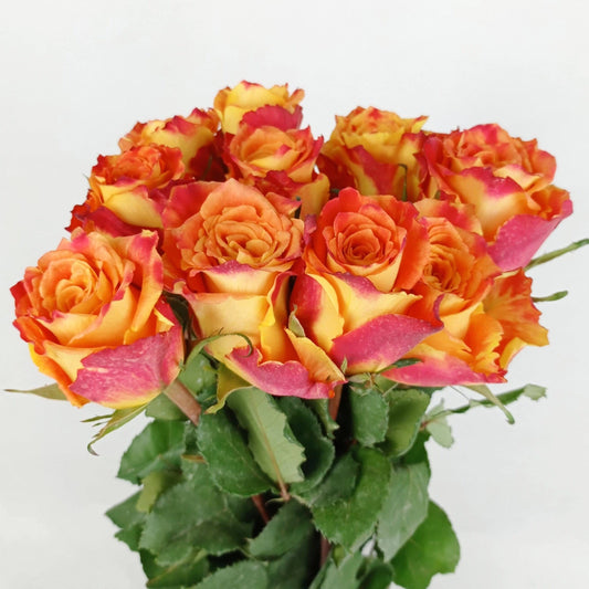 Rose - 2 Tone Orange Red (10 Stems)