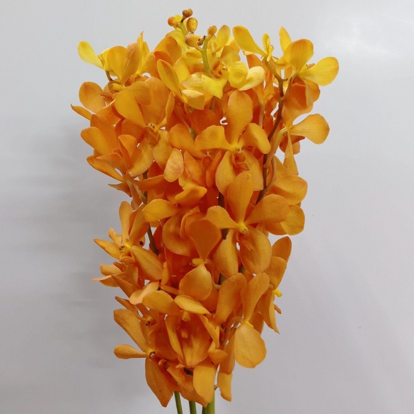 Orchid - Gold (5 Stems) L