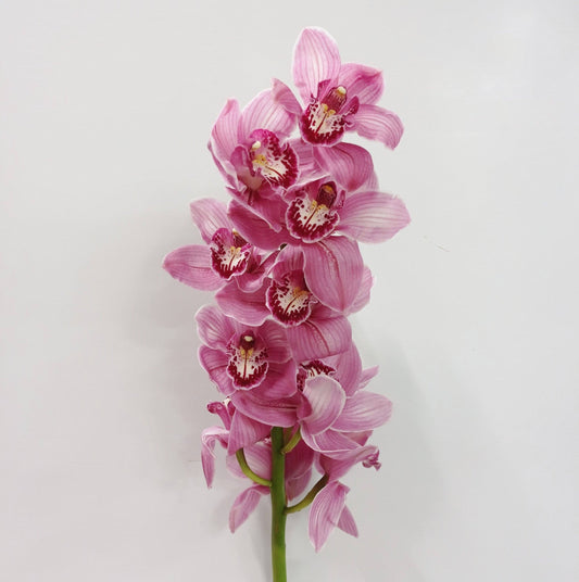 Cymbidium - Pink (60cm)