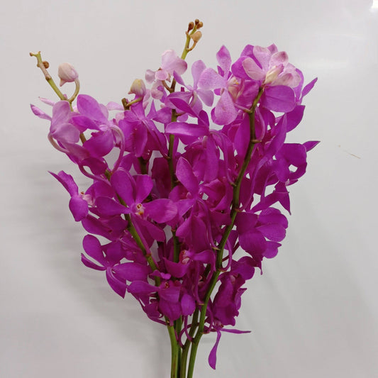 Orchid - Purple (10 Stems)