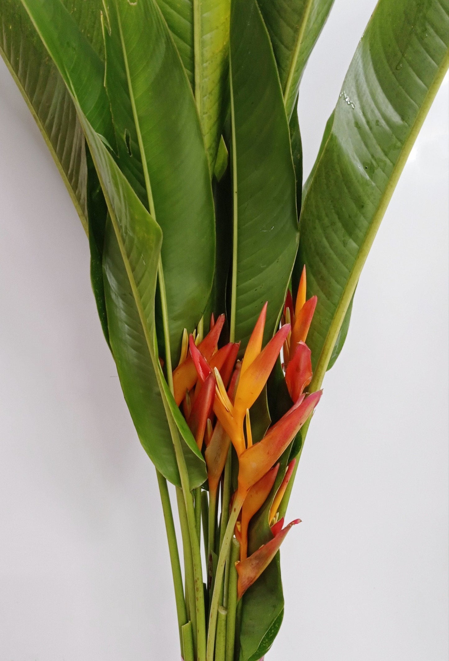 Super Heliconia - Orange [5 Stems]