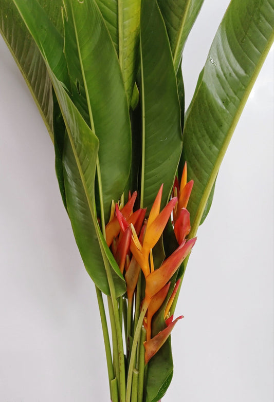 Super Heliconia (Local) - Orange [5 Stems]