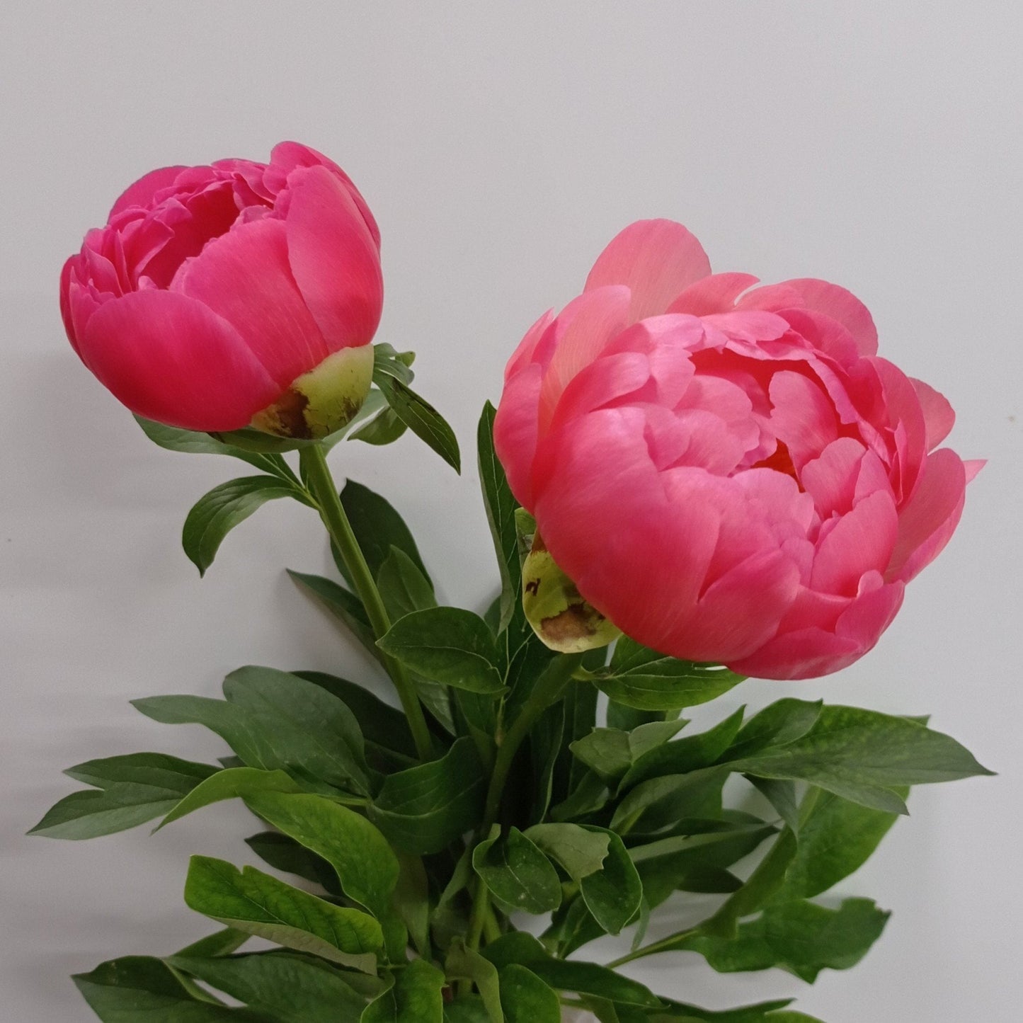 Peony A Coral - Salmon Pink 60cm (2 Stems)