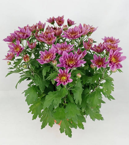 Chrysanthemum - Purple (P150)