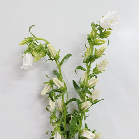 Campanula - White