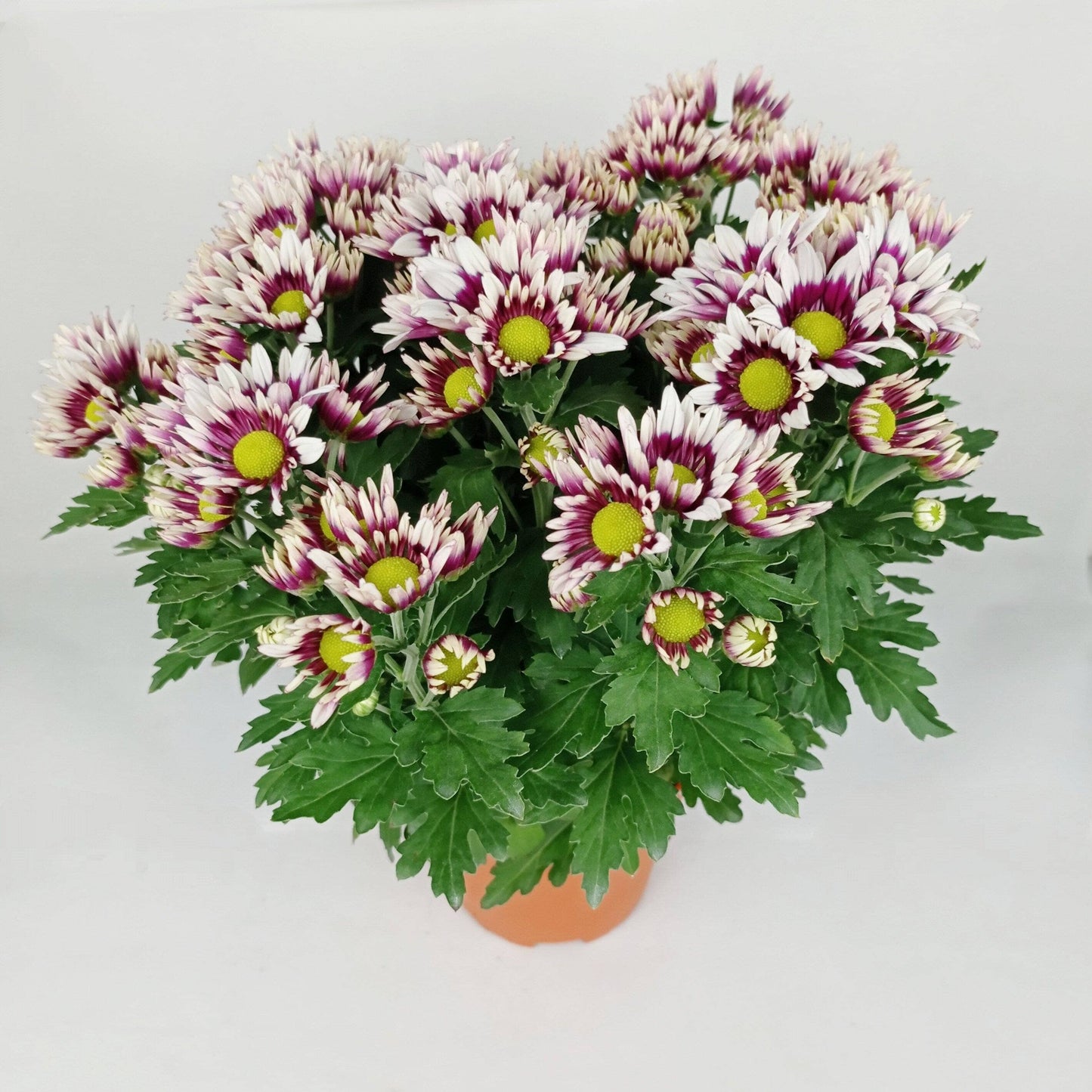 Chrysanthemum - Pink (P150)