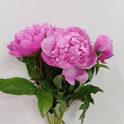 Peony Elly - Pink (5 Stems)