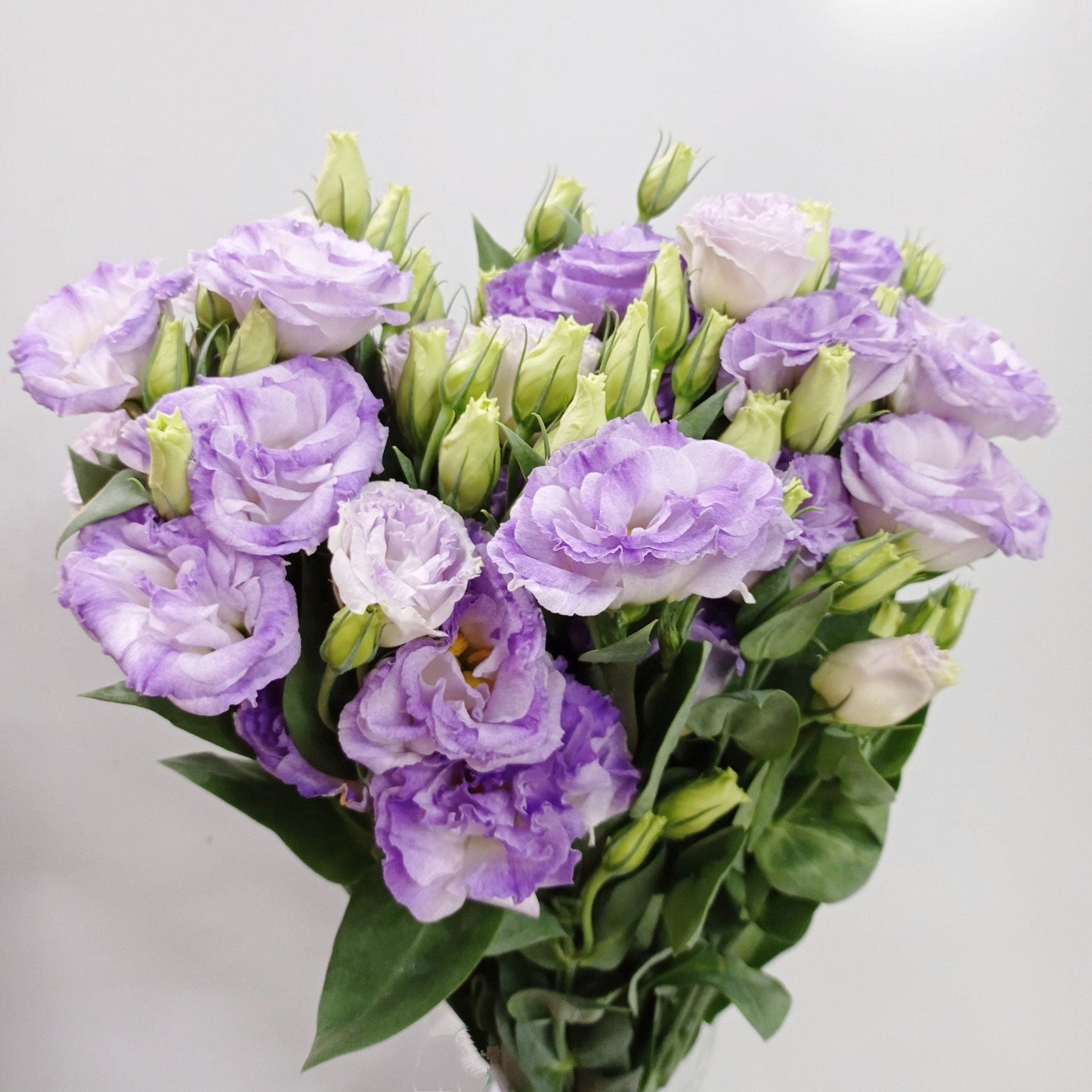 Eustoma - Light Purple (600g)