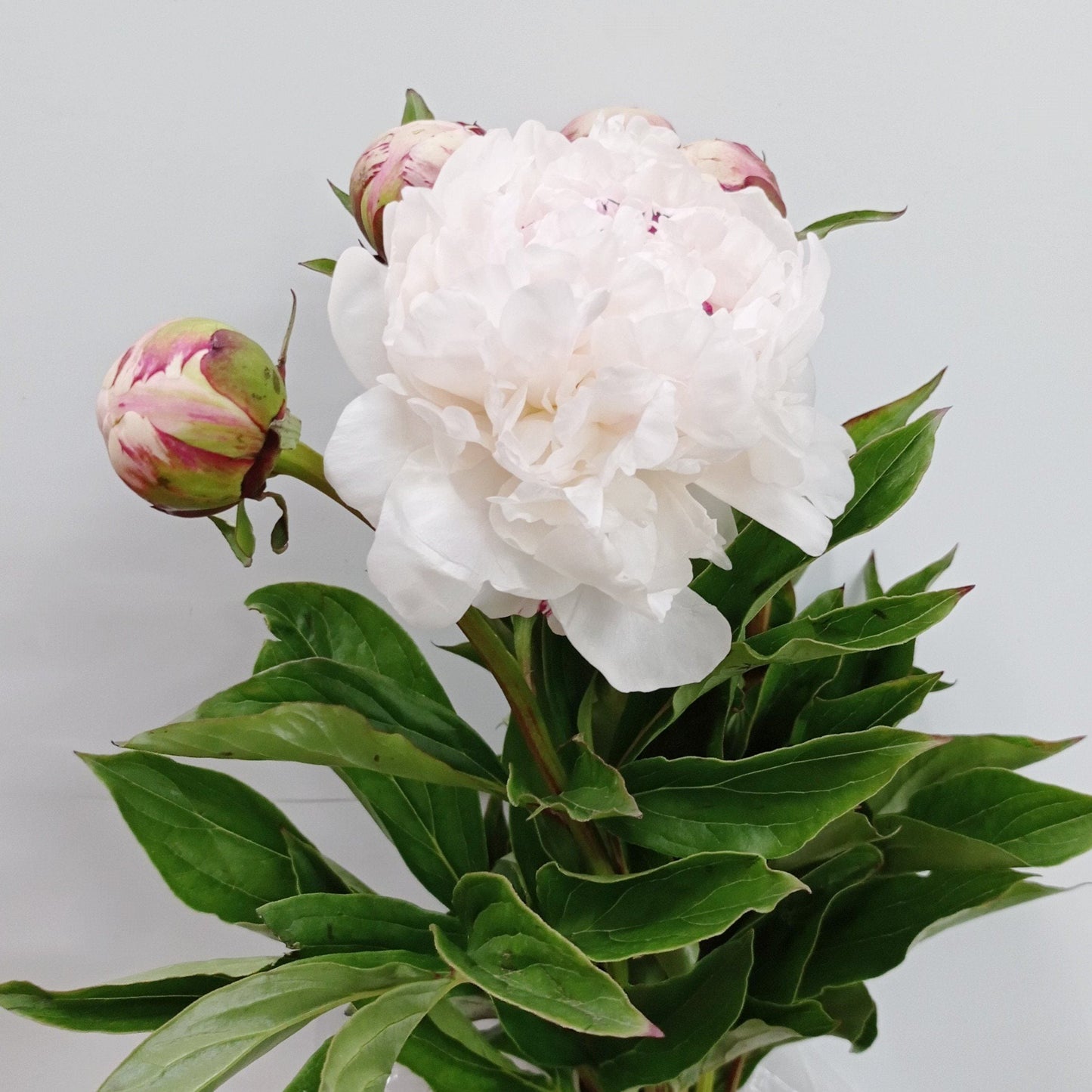 Peony White Angel - White (5 Stems)