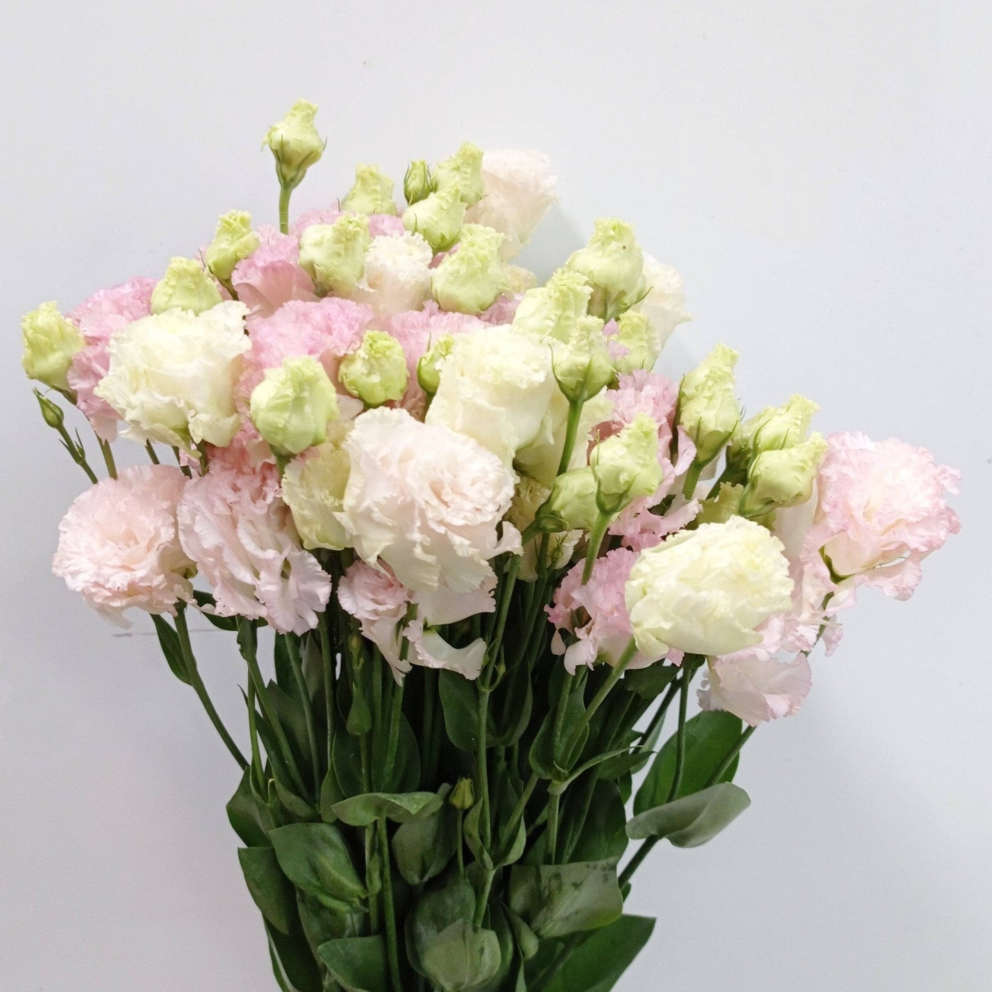 Eustoma - Ice Cream Light Pink (600g)