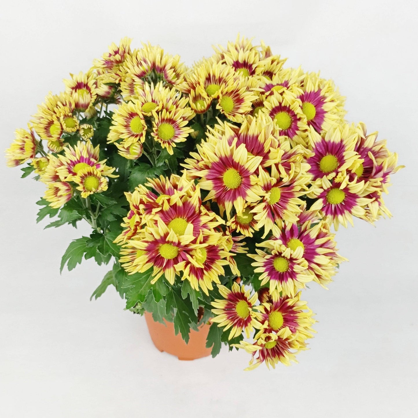 Chrysanthemum - Yellow (P150)