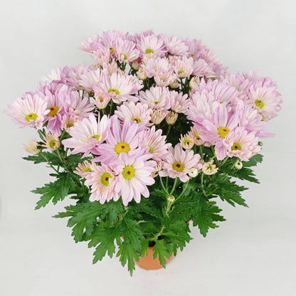 Chrysanthemum - Pink (P150)