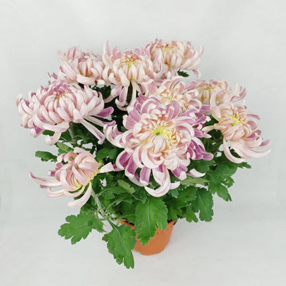 Chrysanthemum - Pink (P150)