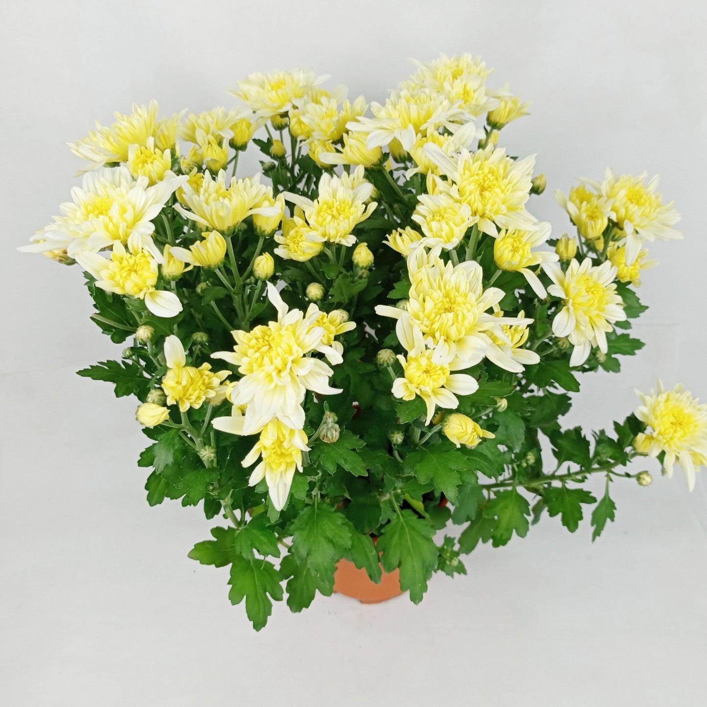 Chrysanthemum - Yellow (P150)