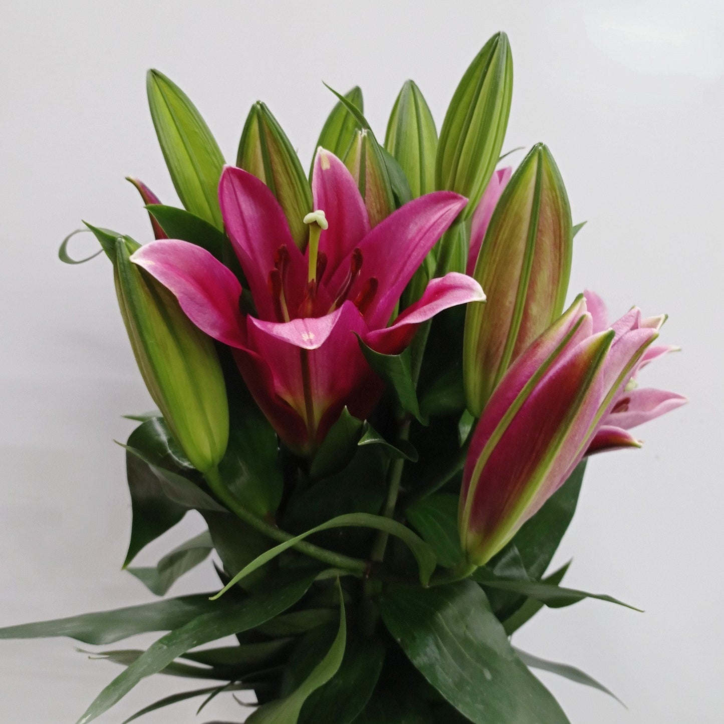 Fully Bloom Clearance Lily - Dark Pink