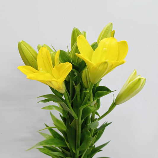 Full Bloom Lily LA Nashville - Yellow (5 Stems)