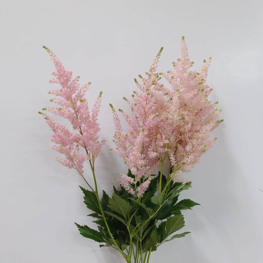 Astilbe Erika - Light Pink (5 Stems)