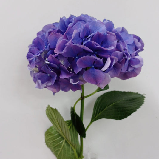 Hydrangea - Purple