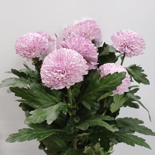 Chrysanthemum Ping Pong - Purple (5 Stems)