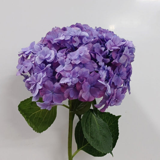 Hydrangea - Blue/Purple