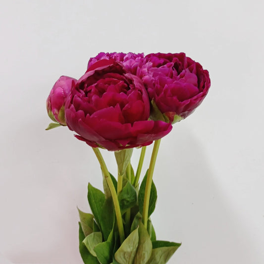 Peony Red Sarah Bernhardt - Red (5 Stems)