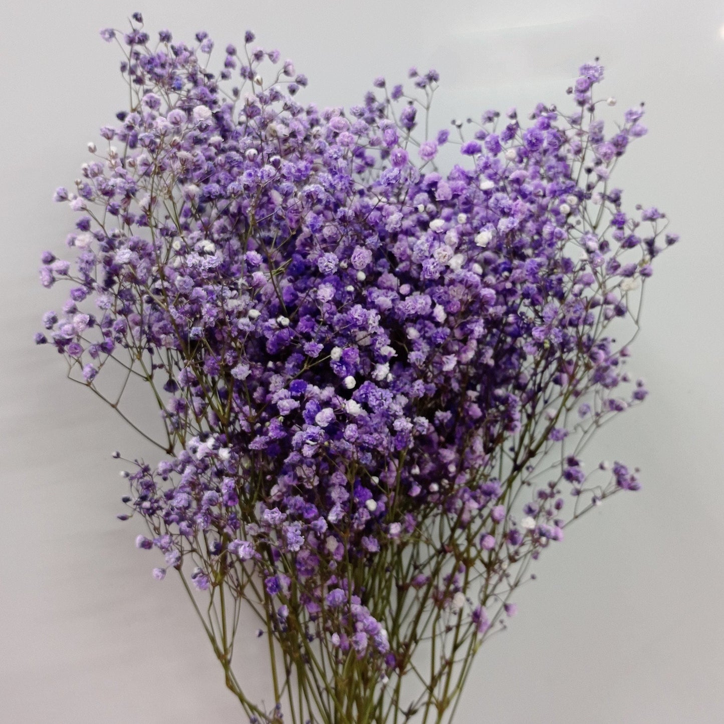 Gypsophilla Baby Breath- Purple [25 Stems]