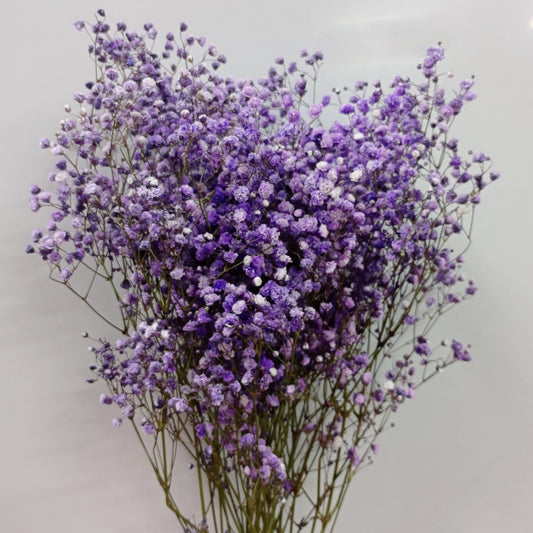 Dried Baby's Breath - Purple